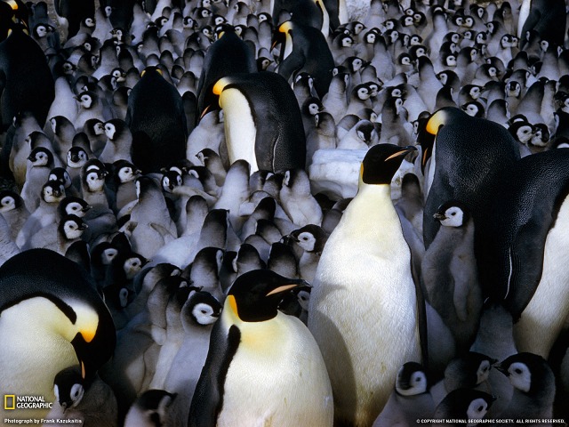 s-emporer-penguin-whicks-1600-4141-w.jpg